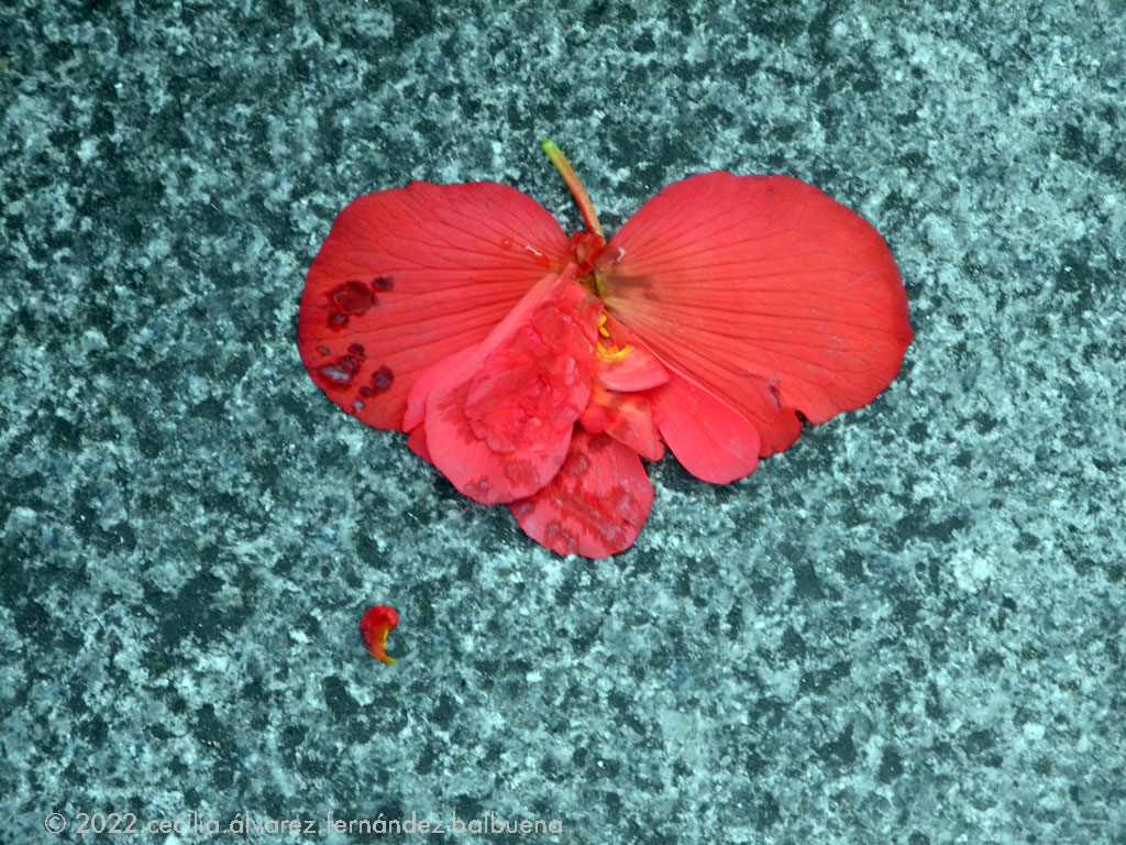 a poppy run over by a human becomes a butterfly