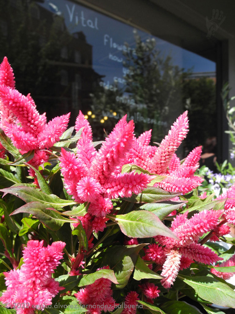 vibrancy around a London corner